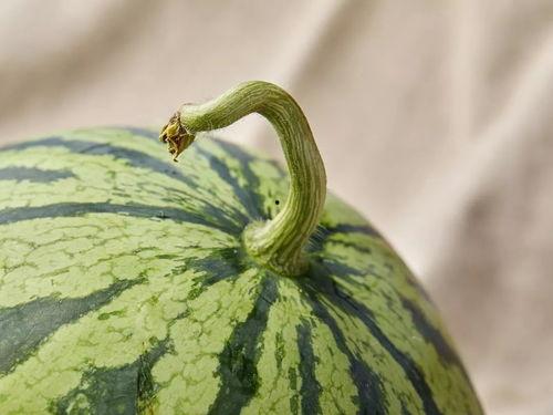 上海疾控 吃瓜,吃瓜需谨慎，健康饮食指南发布