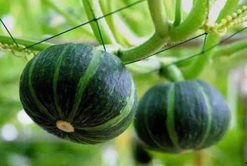 卡地亚吃瓜Johnli,揭秘时尚界的跨界风云