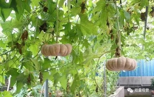 四川单位吃瓜,一场别开生面的夏日盛宴