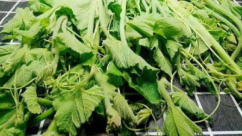 吃兰瓜尖的密度